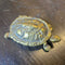 Brass turtle box (COL #1385)