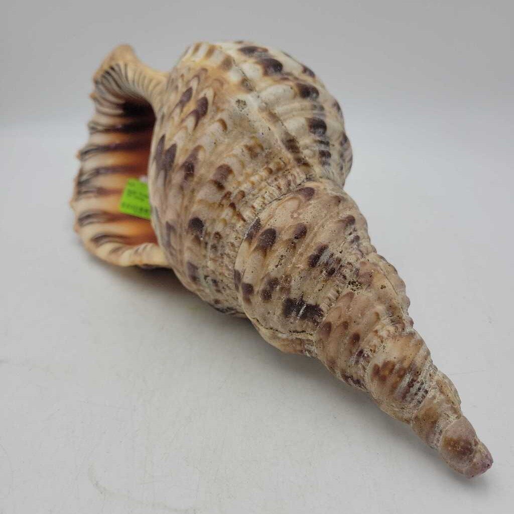 Triton Shell SR (NUR)