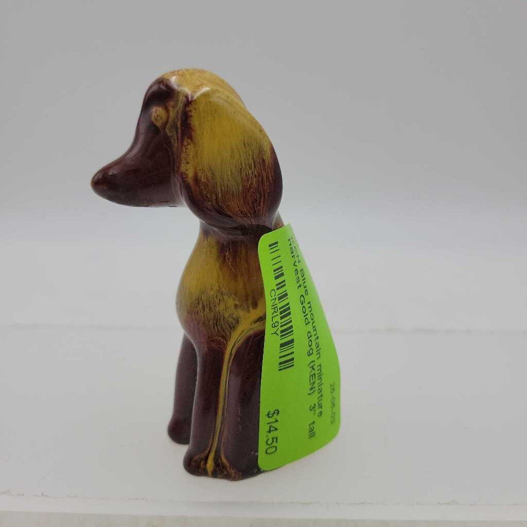 Blue mountain miniature harvest Gold dog (KEN)