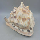 Sea Shell A beauty (JAS)