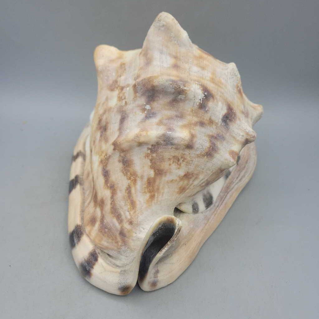 Sea Shell A beauty (JAS)