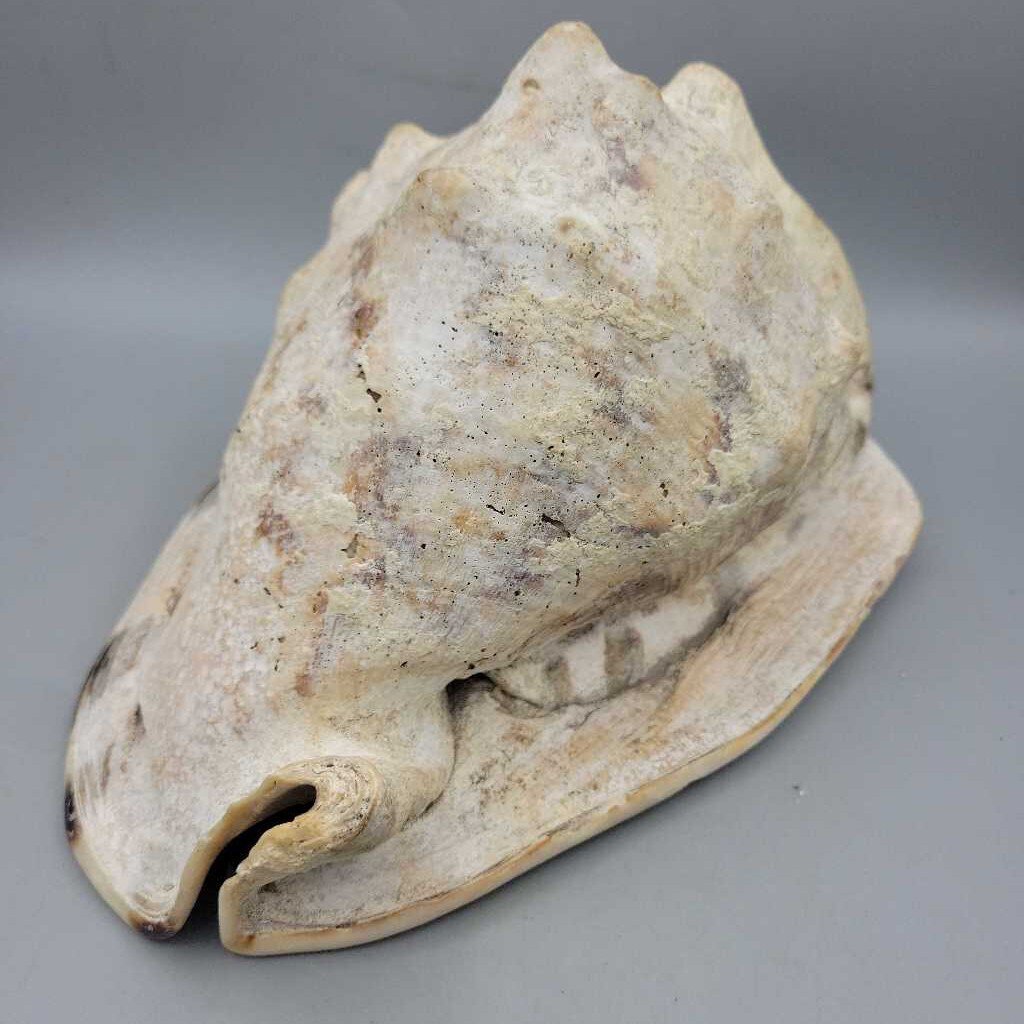 Sea Shell (JAS)