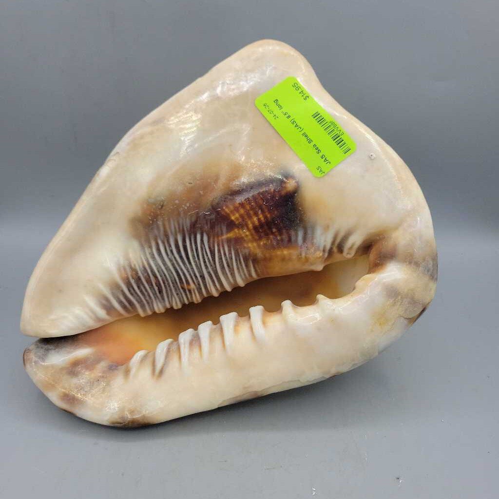 Sea Shell (JAS)