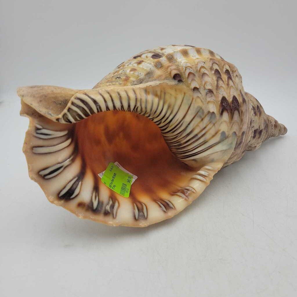 Triton Shell SR (NUR)