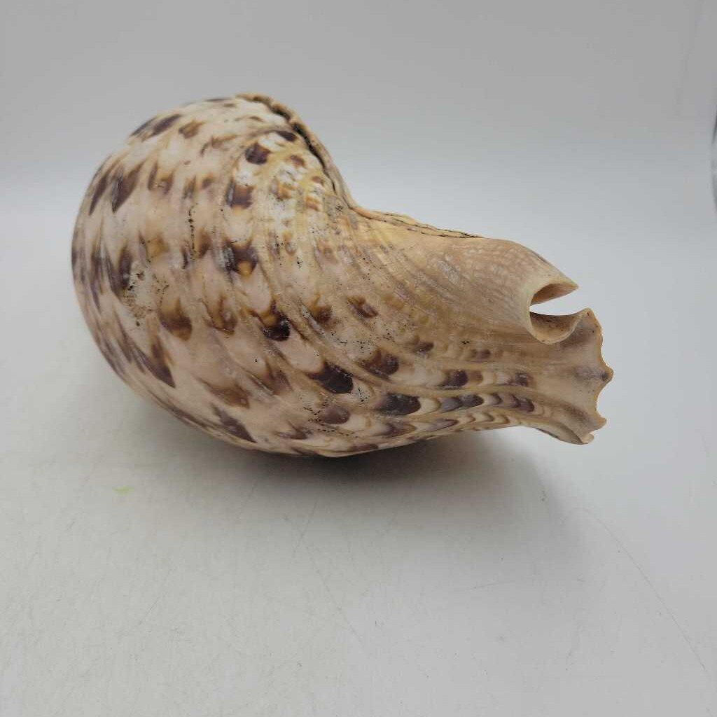 Triton Shell SR (NUR)