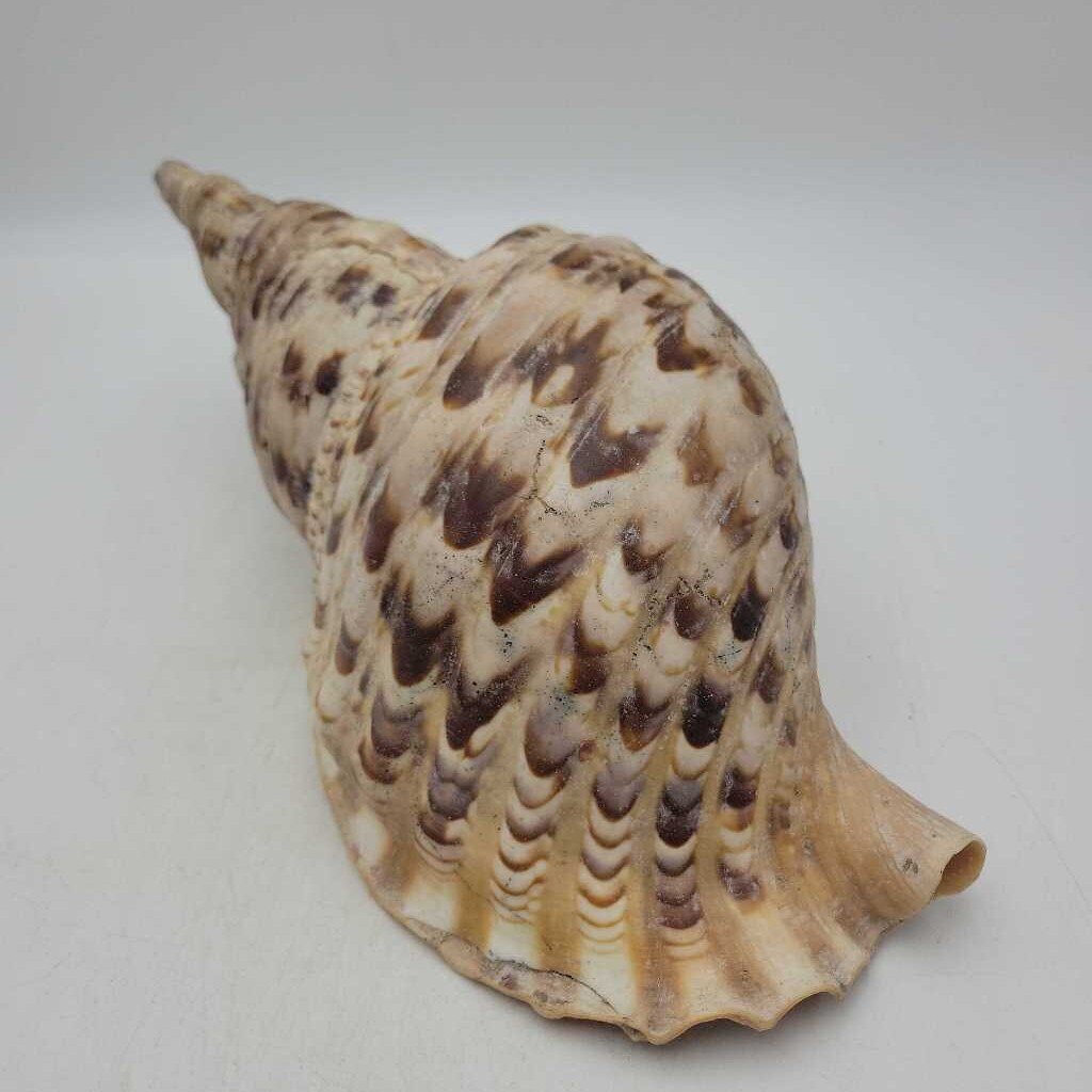 Triton Shell SR (NUR)