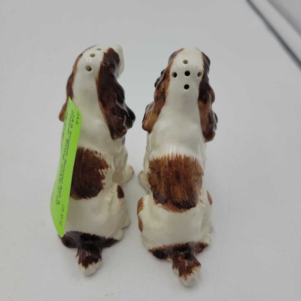 English Spaniel Salt & Pepper Sitting (JAS)