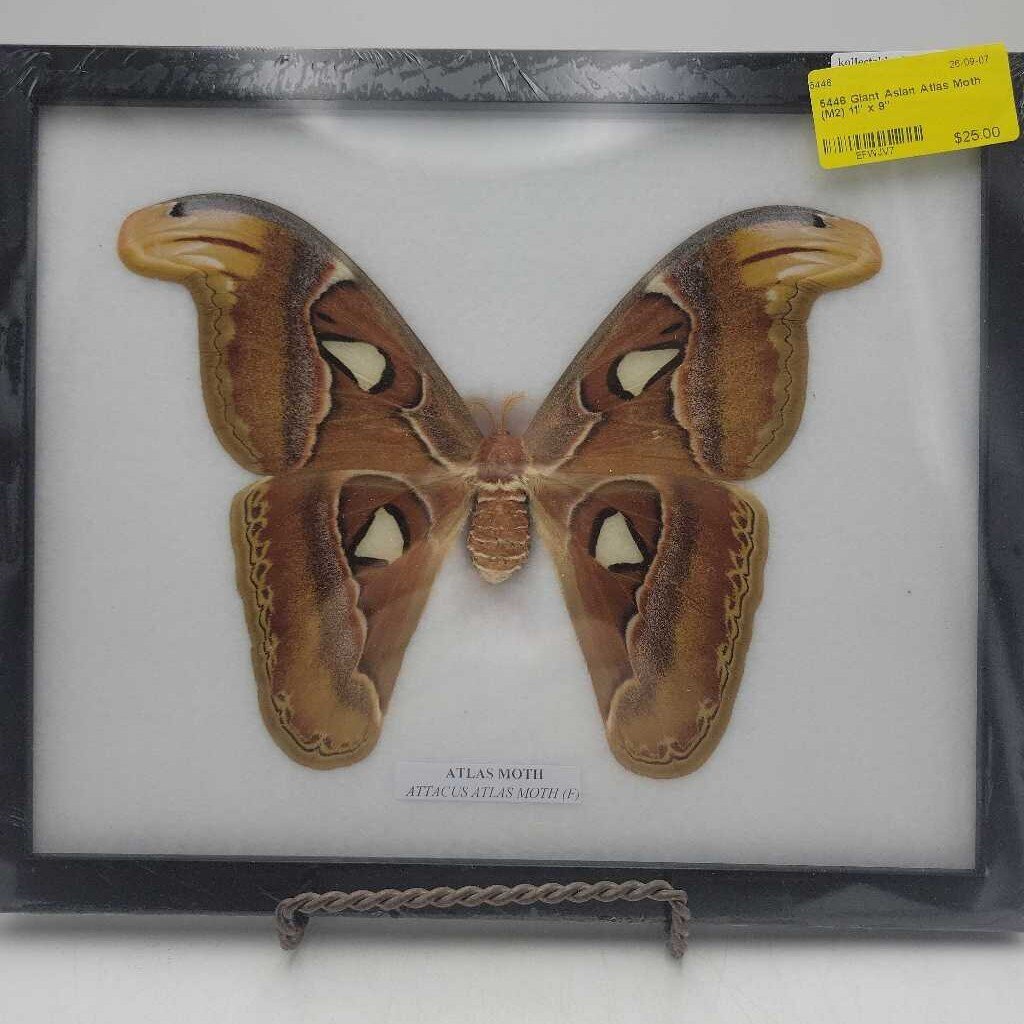Giant Asian Atlas Moth (M2)