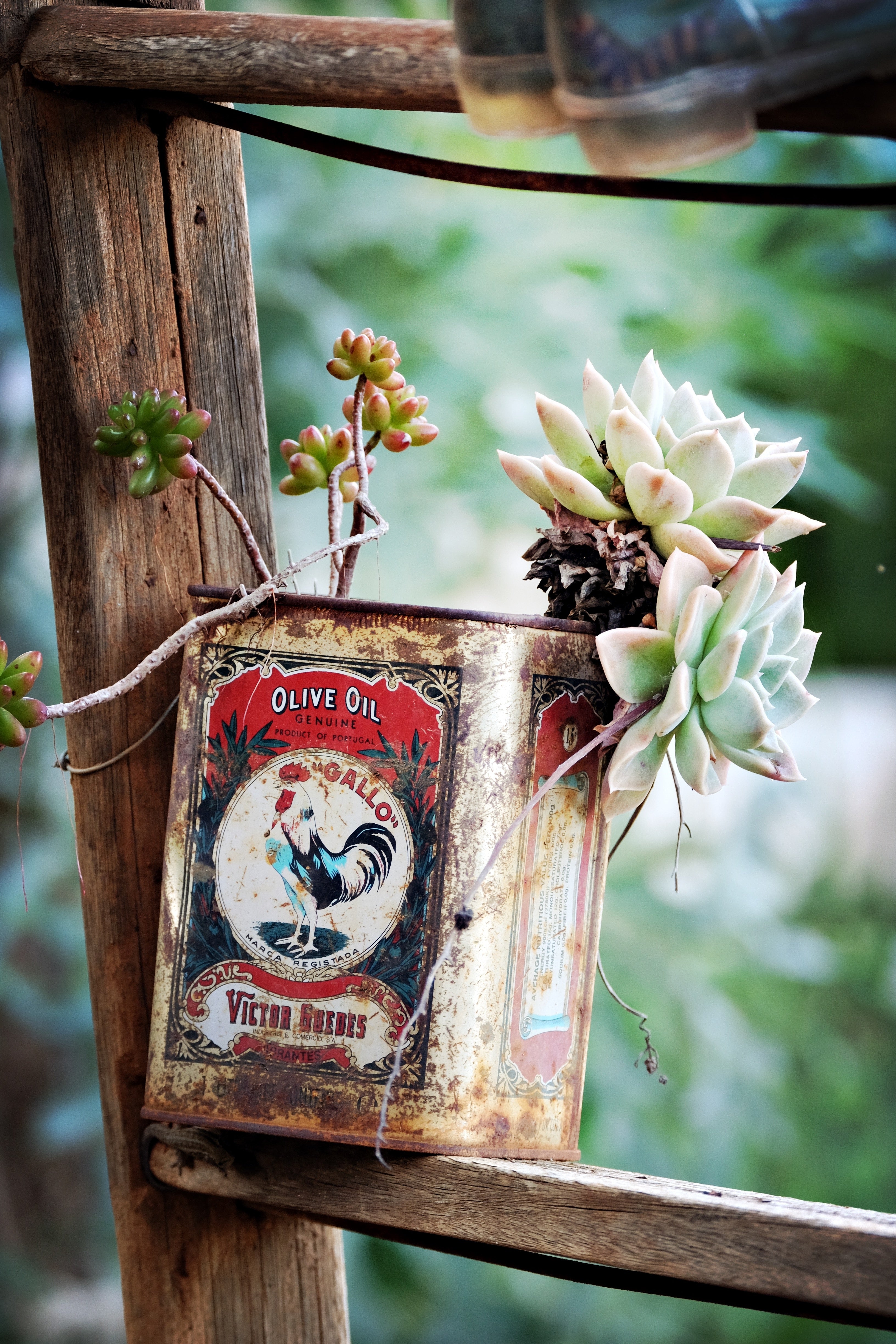 Antique Tin with Cactus