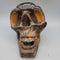 Hand carved Wooden Skull (COL